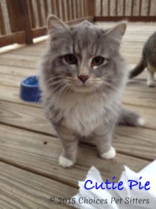 Pet Gallery - Cutie Pie