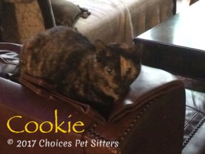 Pet Gallery - Cookie