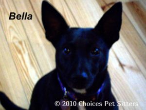 Pet Gallery - Bella