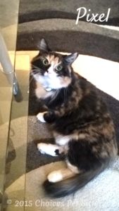 Pet Gallery - Pixel