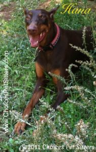 Pet Gallery - Hana