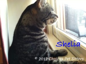 Pet Gallery - Shelia