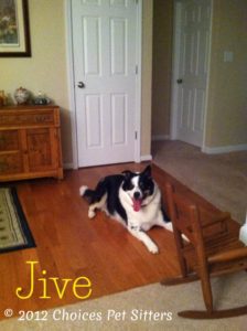 Pet Gallery - Jive