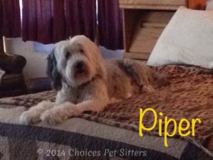 Pet Gallery - Piper