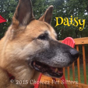 Pet Gallery - Daisy