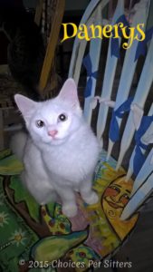 Pet Gallery - Danerys