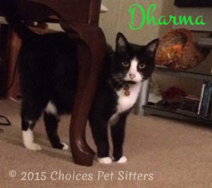 Pet Gallery - Dharma