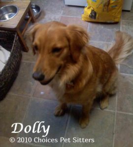 Pet Gallery - Dolly
