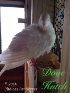 Pet Gallery - Dove Hutch