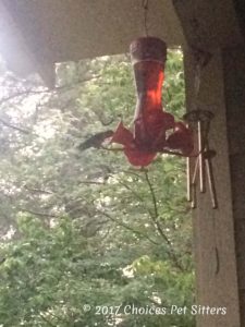 Hummingbirds