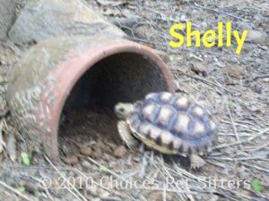 Shelly