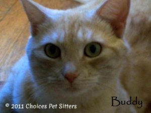 Pet Gallery - Buddy