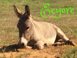 Pet Gallery - Eeyore
