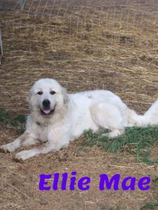 Pet Gallery - Ellie Mae