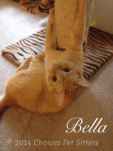 Pet Gallery - Bella