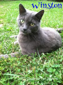 Pet Gallery - Winston