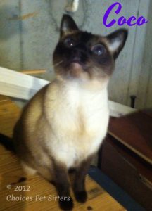 Pet Gallery - Coco
