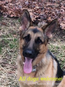 Pet Gallery - All dogs welcome!