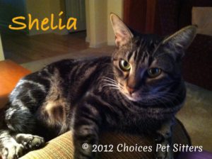 Pet Gallery - Shelia
