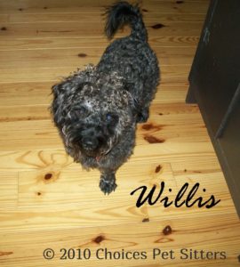 Pet Gallery - Willis