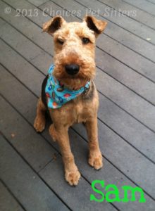 Pet Gallery - Sam 2