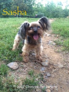 Pet Gallery - Sasha