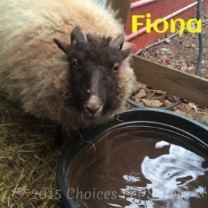 Pet Gallery - Fiona