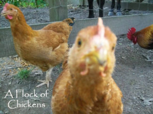 Nosy Chickens