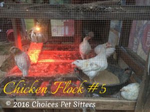 Pet Gallery - Flock of Chickens 5