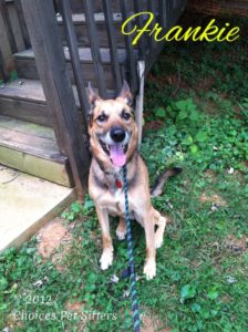 Pet Gallery - Frankie