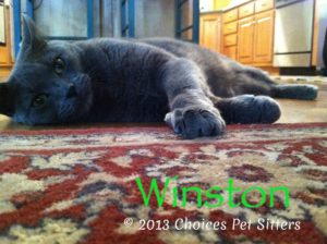 Pet Gallery - Winston