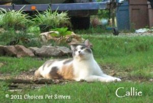 Pet Gallery - Callie