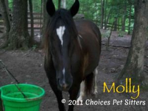 Pet Gallery - Molly