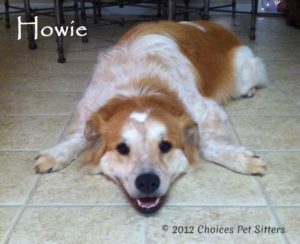 Pet Gallery - Howie