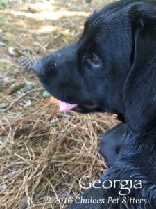 Pet Gallery - Georgia