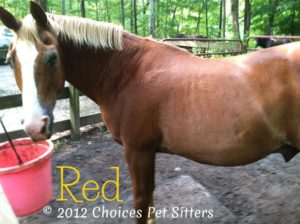 Pet Gallery - Red