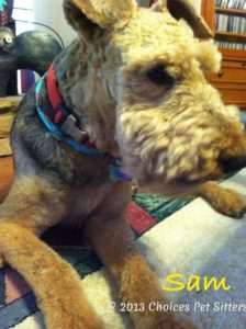 Pet Gallery - Sam
