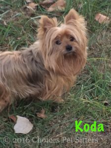 Pet Gallery - Koda