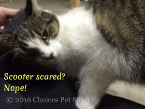 Pet Gallery - Scooter Scared