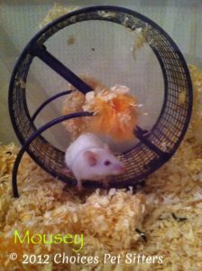 Pet Gallery - Mousey