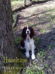 Hazeltine