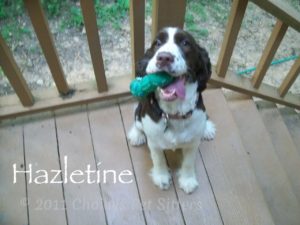 Hazeltine 5