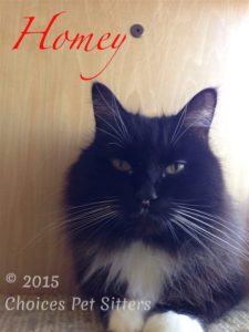 Pet Gallery - Homey