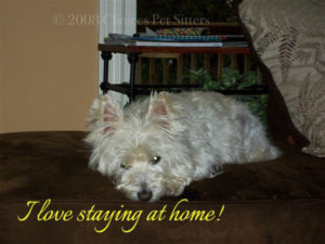 Your pet stays at home