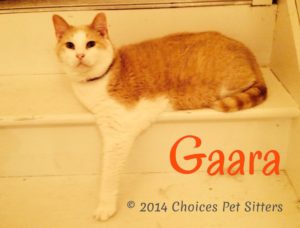 Pet Gallery - Gaara