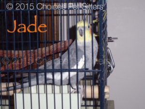 Pet Gallery - Jade