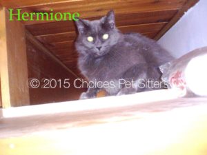 Pet Gallery - Hermione