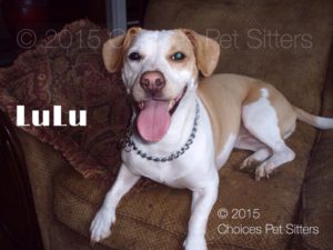 Pet Gallery - LuLu