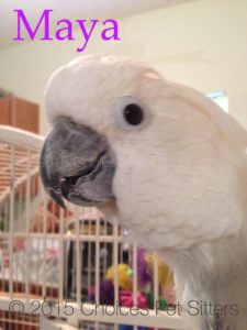Pet Gallery - Maya