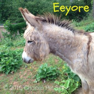 Pet Gallery - Eeyore